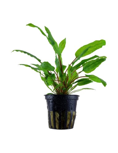 Tropica Cryptocoryne wendtii 'Green' maceta