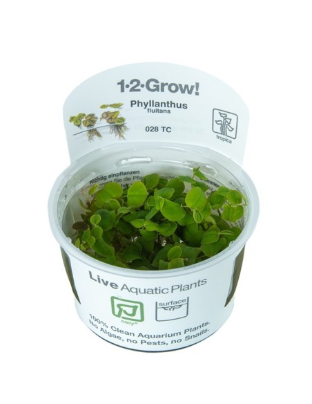 Tropica Phyllanthus fluitans 1-2-Grow!