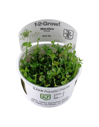 Tropica Marsilea hirsuta 1-2-Grow!