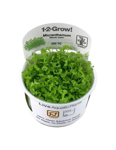 Tropica Micranthemum tweediei 'Monte Carlo' 1-2-Grow!