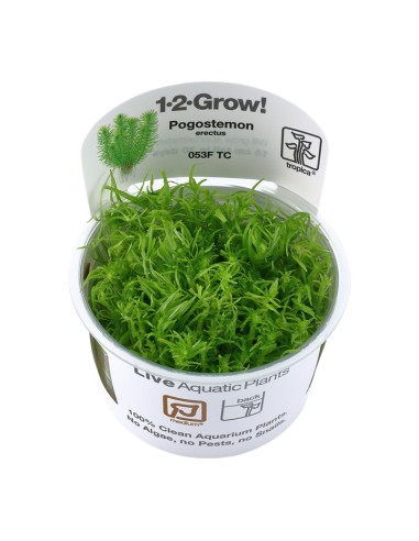 Tropica Pogostemon erectus 1-2-Grow!