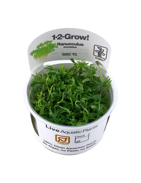 Tropica Ranunculus inundatus 1-2-Grow!