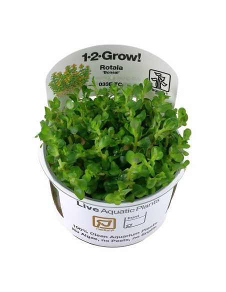 Tropica Rotala indica 'Bonsai' 1-2-Grow!