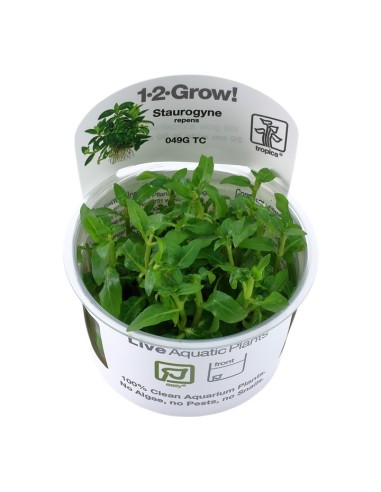 Tropica Staurogyne repens 1-2-Grow!