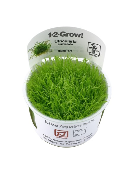 Tropica Utricularia graminifolia 1-2-Grow!