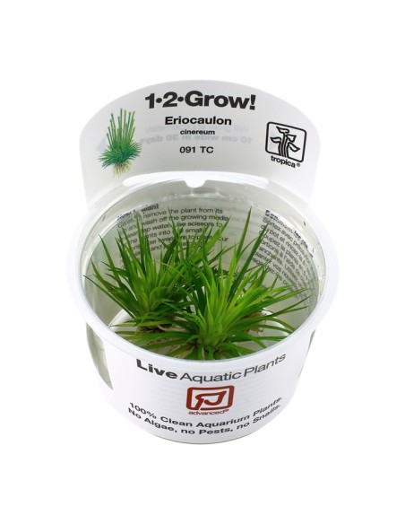 Tropica Eriocaulon cinereum 1-2-Grow!