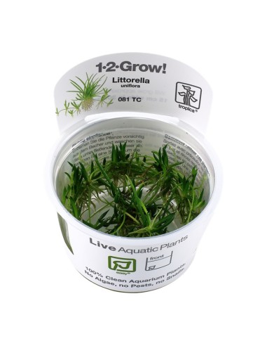 Tropica Littorella uniflora 1-2-Grow!