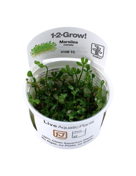 Tropica Marsilea crenata 1-2-Grow!