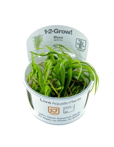 Tropica Blyxa japonica 1-2-Grow!