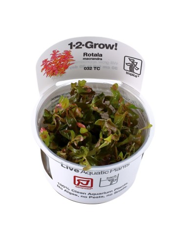 Tropica Rotala macrandra 1-2-Grow!