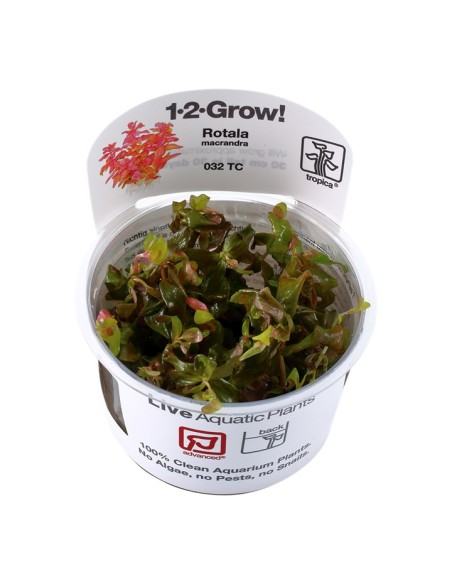 Tropica Rotala macrandra 1-2-Grow!