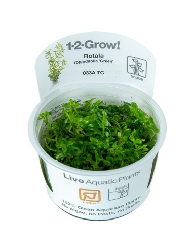 Tropica Rotala rotundifolia 'Green' 1-2-Grow!