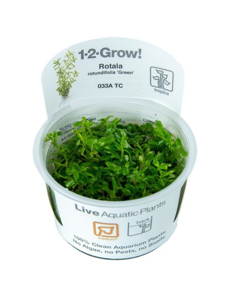 Tropica Rotala rotundifolia 'Green' 1-2-Grow!