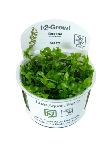 Tropica Bacopa caroliniana 1-2-Grow!