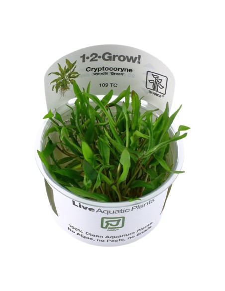 Tropica Cryptocoryne wendtii 'Green' 1-2-Grow!