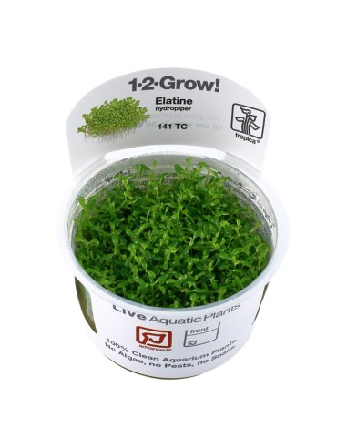 Tropica Elatine hydropiper 1-2-Grow!