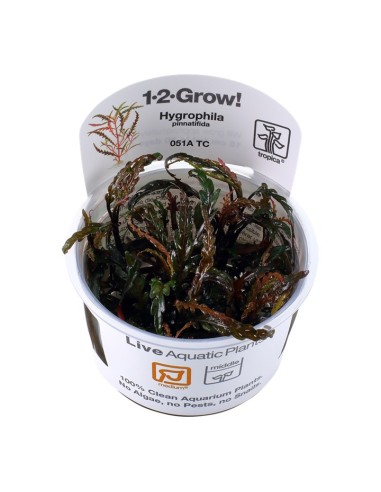 Tropica Hygrophila pinnatifida 1-2-Grow!