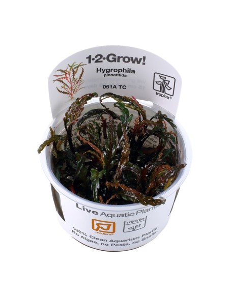 Tropica Hygrophila pinnatifida 1-2-Grow!