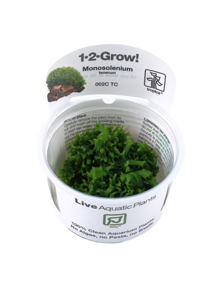 Tropica Monosolenium tenerum 1-2-Grow!