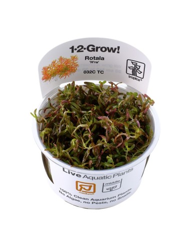 Tropica Rotala rotundifolia 'H'ra' 1-2-Grow!