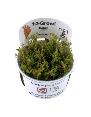 Tropica Rotala wallichii 1-2-Grow!