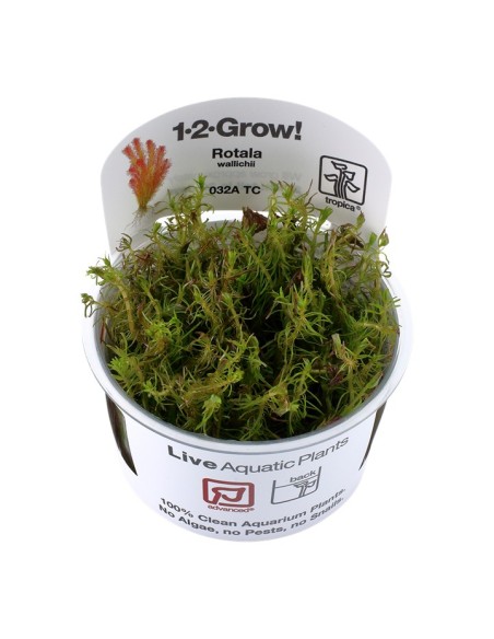 Tropica Rotala wallichii 1-2-Grow!