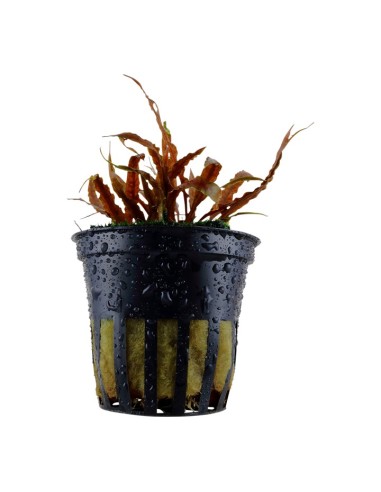 Tropica Cryptocoryne albida 'Brown' maceta