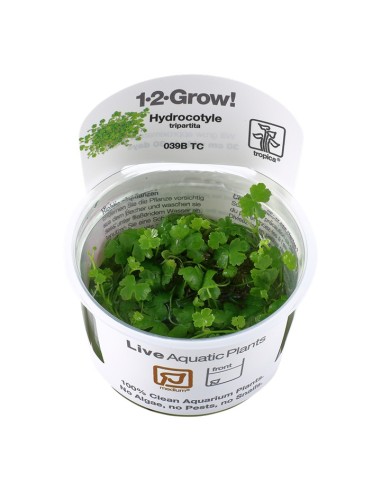 Tropica Hydrocotyle tripartita 1-2-Grow!