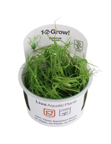 Tropica Juncus repens 1-2-Grow!