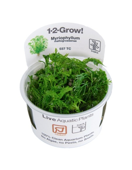 Tropica Myriophyllum mattogrossense 1-2-Grow!