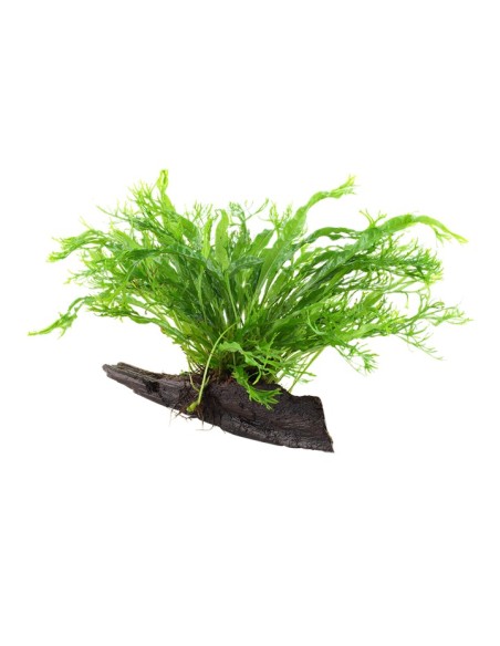 Tropica Microsorum pteropus 'Windelov' en tronco S