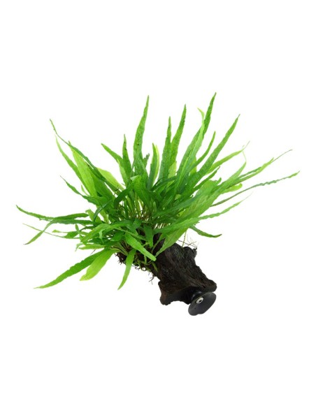 Tropica Microsorum pteropus 'Narrow' en tronco S con ventosa