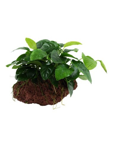 Tropica Anubias barteri var. nana en roca volcánica S