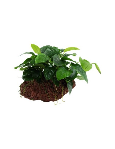 Tropica Anubias barteri var. nana en roca volcánica S