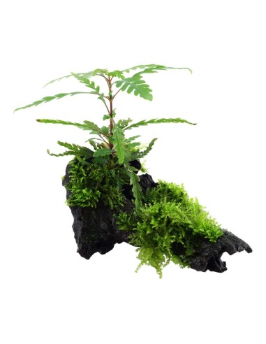 Tropica Hygrophila pinnatifida and moss en tronco S