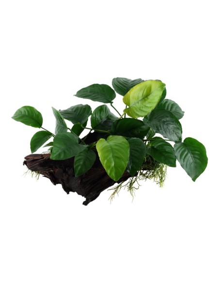 Tropica Anubias barteri sp. en tronco  XL