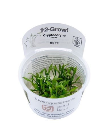 Tropica Cryptocoryne parva 1-2-Grow!